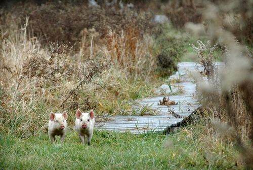 我們的環(huán)境會(huì)好嗎？——“數(shù)說(shuō)”大氣、水、土壤污染防治三大戰(zhàn)役
